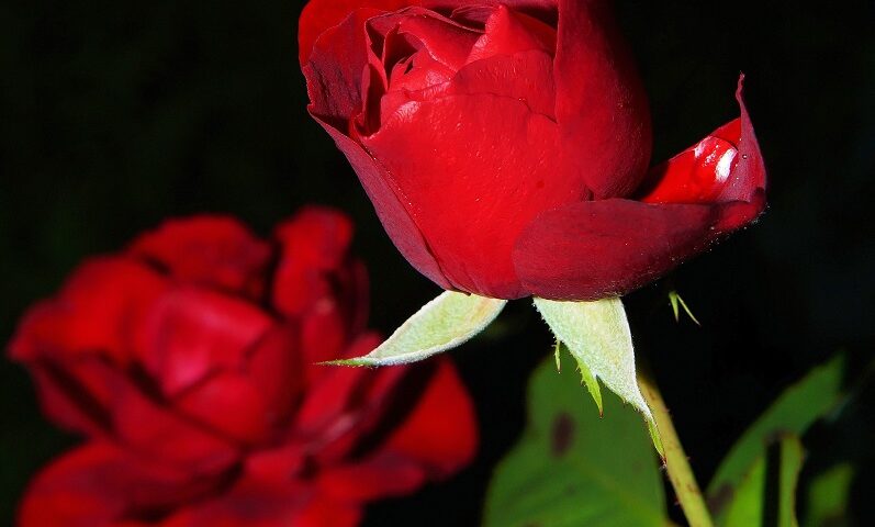 Rosa vermelha, para simbolizar o tema do artigo de Helcio costa: Qual o nome da Rosa?