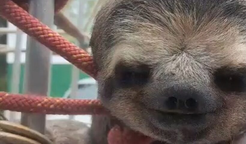 Bicho-preguiça é resgatado pelo Corpo de Bombeiros em Cunha