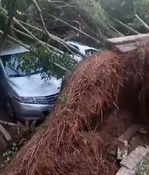 Tempestade em Ubatuba derrubou árvores sobre carros e danificou calçadas na cidade. Foto: Arquivo Pessoal